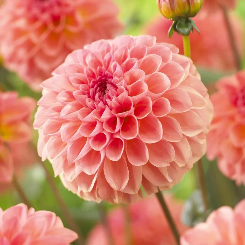 Dahlia Boll Sebastian